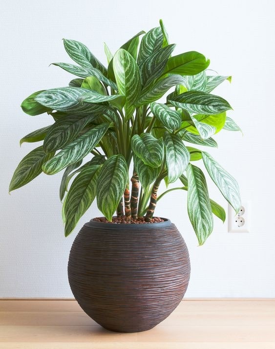 Aglaonema Modestum