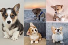 Mini Corgis Your Full Guide