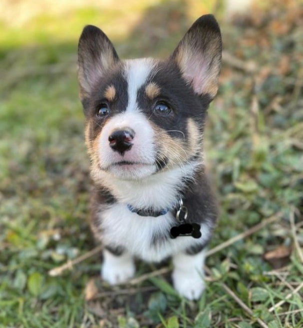 Miniature Corgi - Breed Profile & Information of Mini Corgis