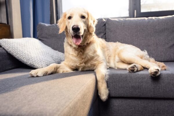Pet Hair Cleanup: Techniques and Schedules for a Fur-free Home - Crumbs ...